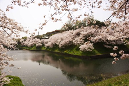 Beautiful Spring Landscape - blossoms, beautiful, landscape, spring, home, river, white, nature, season