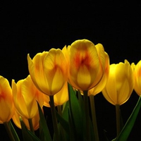 Yellow Tulips