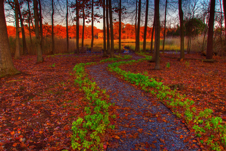 Path... - beauty, sky, carpet, trees, sun, image, sunset, path, green, garden, skirt, landscape, nature, benches, forest, red, leaves, photo