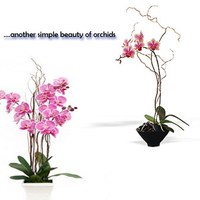 Simple orchid