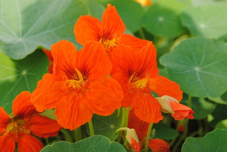 autam blossoms - greens, bells, nature, red bells