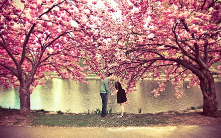 Spring is all around - trees, beutiful, spring, pink, flowers, nature, lake, seasons, couple, park