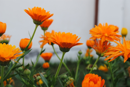 yellow blossoms - hold it bees, bee time, beware of bees, bee food