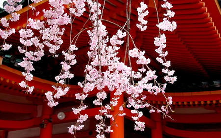 Japanese Cherry Blossom - flowers, blossom, japan, nature