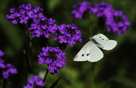 White spot - beauty, wild flowers, popular, animals, spring, spot, sesons, white, butterfly, purple, wild, beautiful, insect, flowers