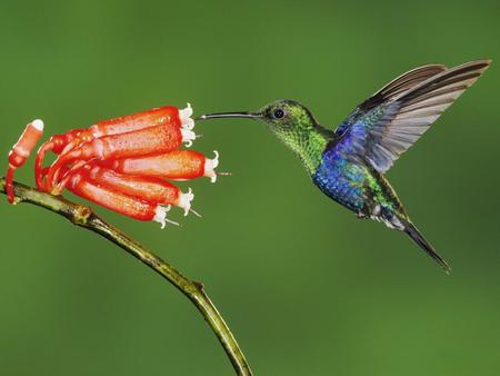 flying bird - animals, wings, colors, flower, bird, fly