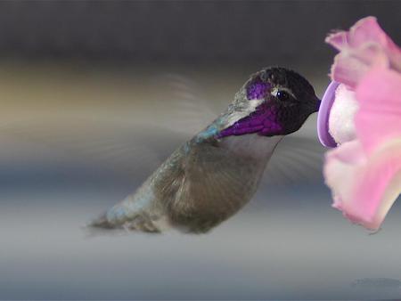 Bird_888833 - animals, wings, flowers, bird, fly