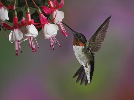 Bird_888733 - nice, animals, flowers, bird, fly