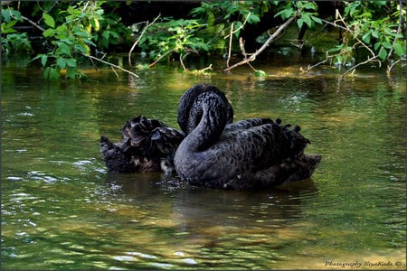 almost beauty - green, swan, black, river