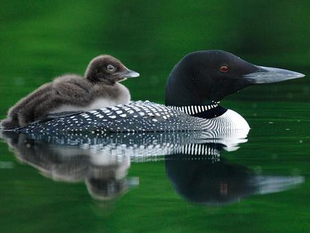 Lovely mom - love, swim, ducks, reflection, animals