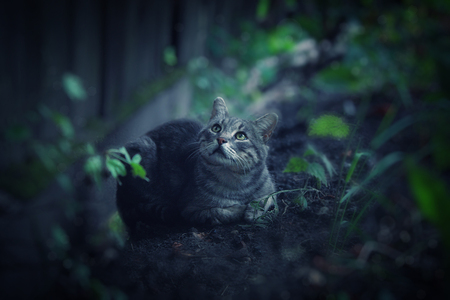 cat - watch, nature, cat, garden