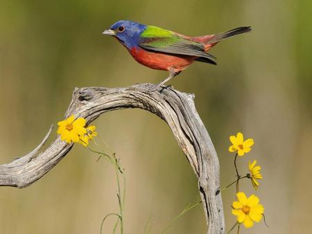 Bird_888451 - yellow, animals, colors, flowers, bird