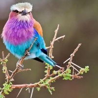 colors bird