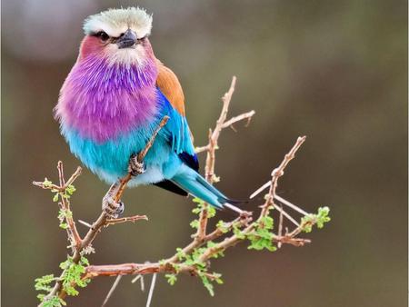 colors bird - nice, colors, animals, bird