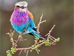 colors bird