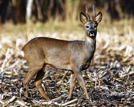 Capreolus capreolus - animal, nature, deer, hidden, capreolus