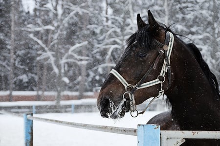 ...snow - white, horse, snow, weather