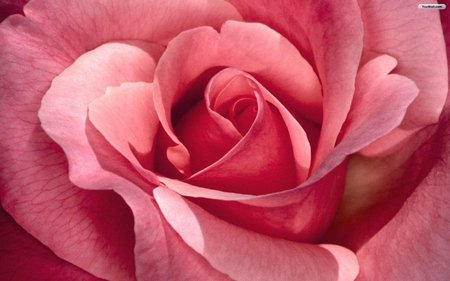 Pink rose - flower, pink, nature, rose