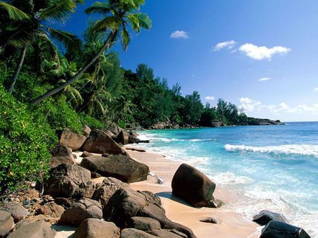 Beach - beach, sand, palm, stone