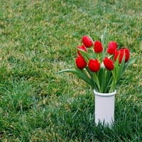 tulips