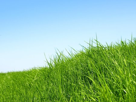 Grass - field, nature, blue, green, grass