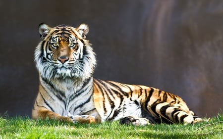 The stare - wildlife, tiger, wild, feline, mammal