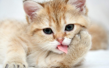 Cute Kitty - animal, tongue, cat, kitty