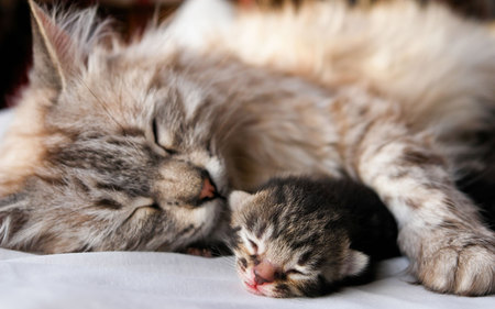 Sweet mother * For Katehatheway - love, cat, mother, feline, tenderness, kitten