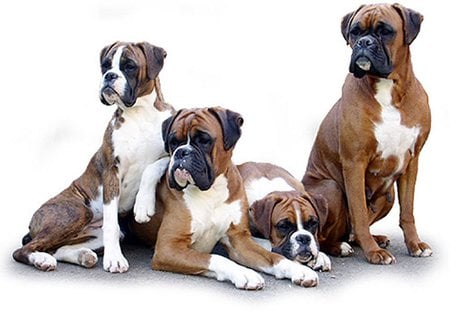 Boxers - animal, boxer, dog, breed, puppy