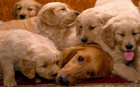 Sweet dog family - animal, dog, breed, mother, puppy, family