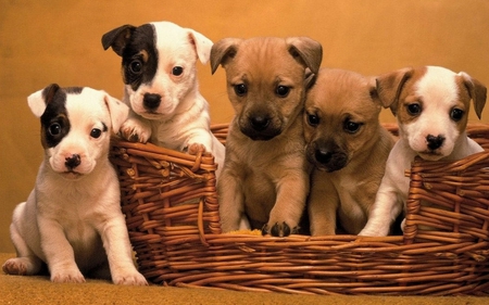 Sweet puppies in basket - animal, breed, puppy, basket, dog