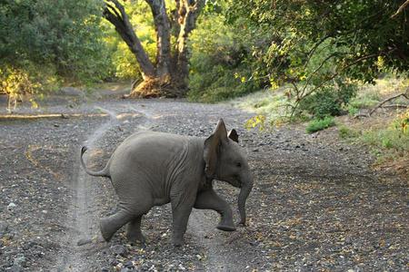 just walking around - walking, sweet, elephant, little