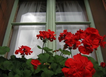 window with red flowers - spain, street, window, red flowers