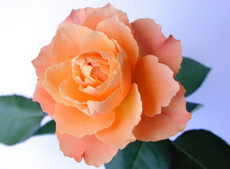 Delicate orange rose - wonderful, delicate, nature, rose, orange, flower