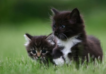 Kittens - black, cats, kittens, animals