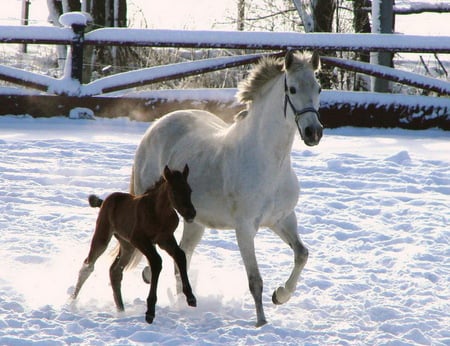 Tree day old foal - foal, old, snow, mother, secure, day, tree