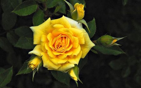 Yellow rose - flowers, yellow, roses, nature