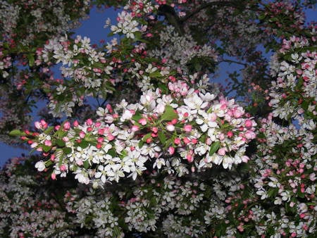 Blossom at night - white, blossom, garden, green, night, pink, tree, leaves