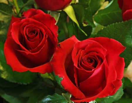 Red roses - beauty, beautiful roses, roses, red, flowers, red roses