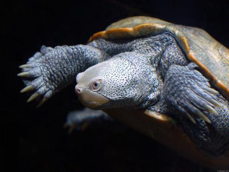 Baltimorsky Turtle - reptiles, turtle, animals, baltimorsky