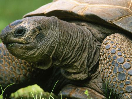 Turtle Aldabran - aldabran, turtle, animals, reptiles