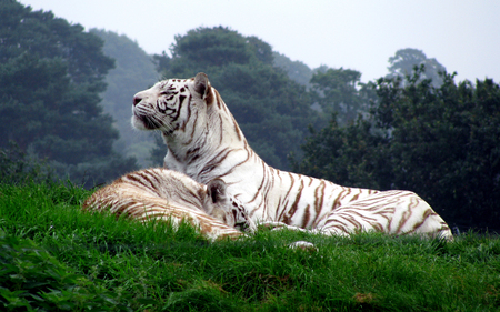 White Tigers - cat, animals, feline, white tigers, tigers, white, forest, cats, green, grass