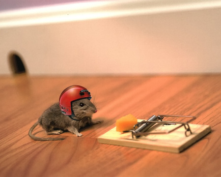 Be Prepared - mouse-trap, abstract, artwork, humour, mouse, cg