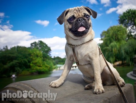 Pug Photography - Dogs & Animals Background Wallpapers on Desktop Nexus ...