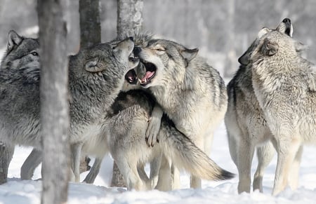 Pack Howling - wolves, nature, predator, snow, grey wolves, howling, hunter