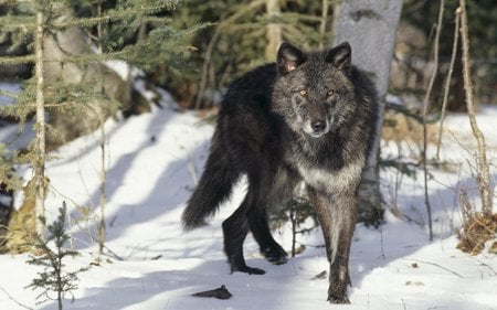 Black Wolf in Snow - predator, winter, grey wolf, wolves stalking animals, nature, wolves, black wolf, snow, tree