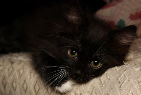 Kitten - fuzzy, black, cute, kitten