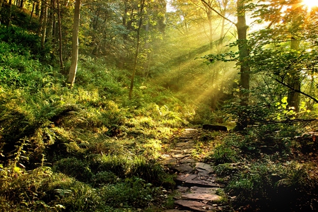 Into The Forest - pretty, magic, splendor, grass, forest, leaves, sunrays, path, way, woods, sunlight, trees, beautiful, beauty, lovely, tree, nature, rays, green, peaceful