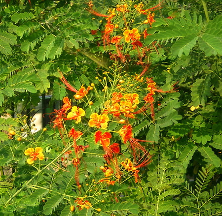 Beautiful flowers - flowers, nature, beautiful