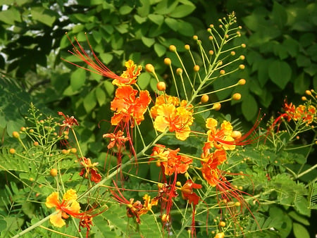 Gorgeous flowers - nature, flowers, gorgeous